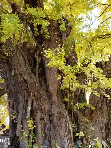 善福寺(東京都)