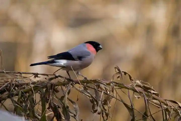 阿佐ヶ谷神明宮の動物