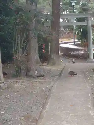 三光稲荷神社の動物