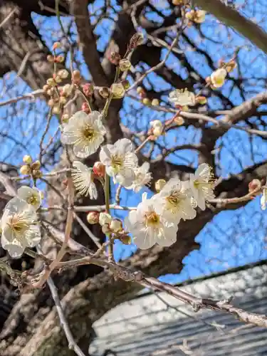 猿田彦神社(東京都)