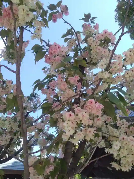 櫛田神社の自然
