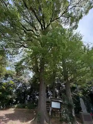 篠原八幡神社(神奈川県)
