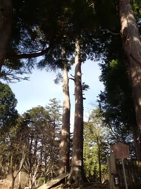産安社(武蔵御嶽神社摂社)の自然