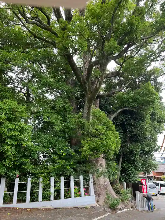 東海市熊野神社の自然