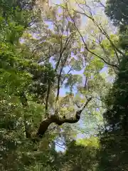 伊勢神宮外宮（豊受大神宮）の自然