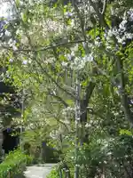 御霊神社の自然