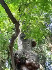 中村八幡宮(栃木県)