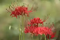 国宝 大法寺(長野県)