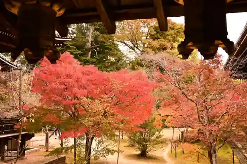 光明寺（粟生光明寺）(京都府)