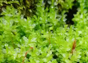 杉本寺(神奈川県)(2026年03月20日(金) 21時15分34秒投稿)