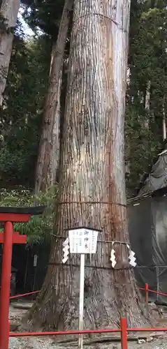 日光二荒山神社の自然