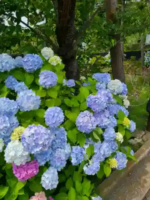 明月院(神奈川県)