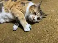 秩父札所十三番 慈眼寺の動物