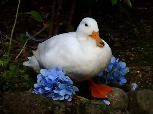 楽法寺（雨引観音）の動物