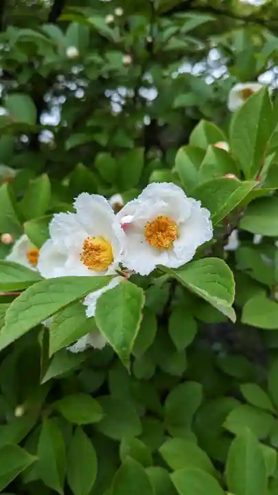 海印寺寂照院(京都府)