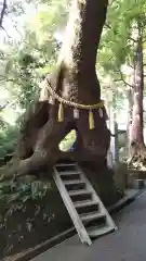 笠森寺の自然