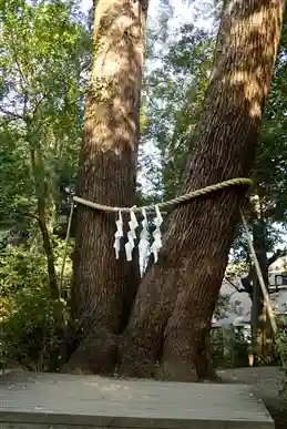 武蔵一宮氷川神社の自然