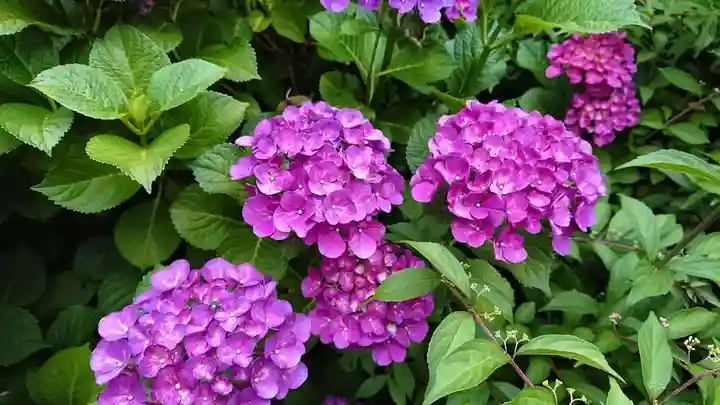 三輪神社の自然
