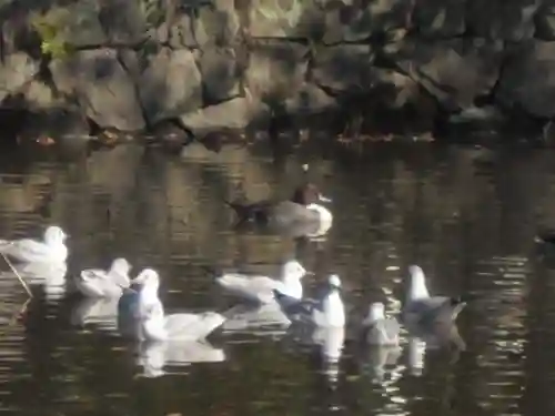 鶴岡八幡宮の動物