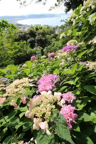 長谷寺(神奈川県)