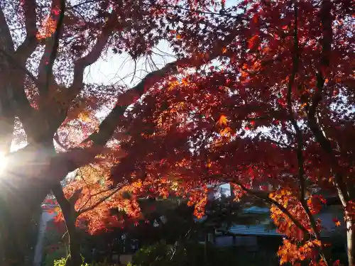 本土寺の景色