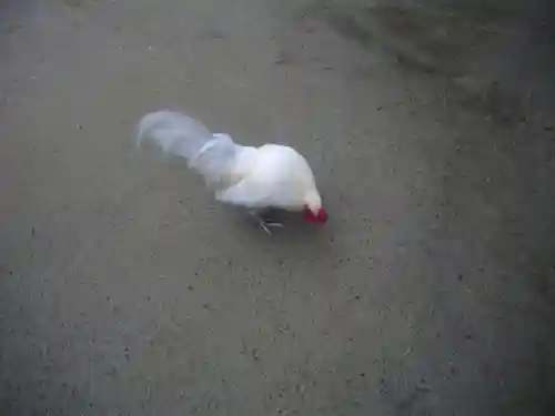 穂高神社本宮の動物