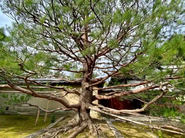 真珠庵(真珠菴)の自然