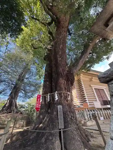 諏訪神社の{uncategorized: "未分類", other: "その他", undefined: "問題あり", building: "その他建物", grave: "お墓", sacred_gate: "鳥居", guardian: "狛犬", statue: "像", buddha: "仏像", history: "歴史", nature: "自然", garden: "庭園", animal: "動物", pagoda: "塔", temizu: "手水舎", mountain_gate: "山門・神門", sanctuary: "本殿・本堂", subordinate: "末社・摂社", art: "芸術", scenery: "景色", jizo: "地蔵", ema: "絵馬", goshuin: "御朱印", omikuji: "おみくじ", items: "授与品その他", amulet: "お守り", goshuincho: "御朱印帳", eats: "食事", festival: "お祭り", votive_dance: "神楽", shichigosan: "七五三参", wedding: "結婚式", experience: "体験その他", initially: "初詣", around: "周辺", anti_infection: "感染症対策"}
