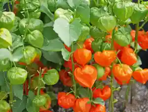 出雲大社倉敷教会(岡山県)(2024年08月12日(月) 19時06分00秒投稿)