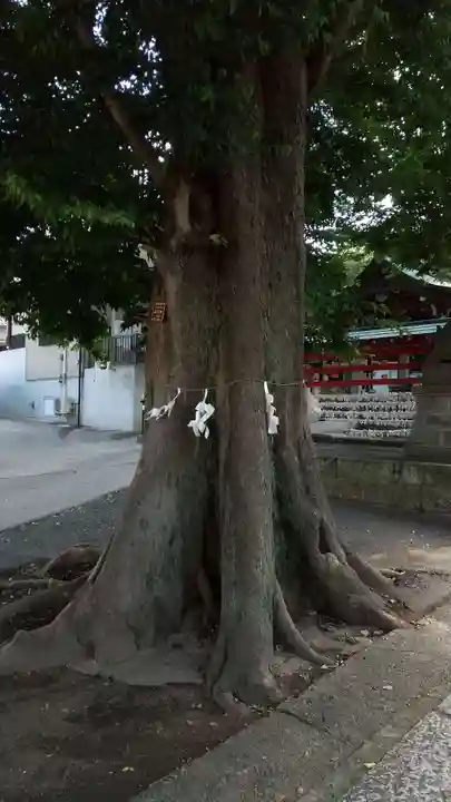 滝野川八幡神社の自然