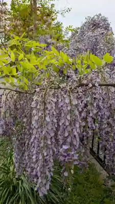 應神天皇惠我藻伏崗陵（誉田御廟山古墳）(大阪府)