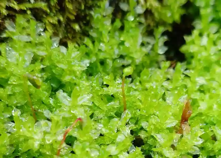 杉本寺(神奈川県)