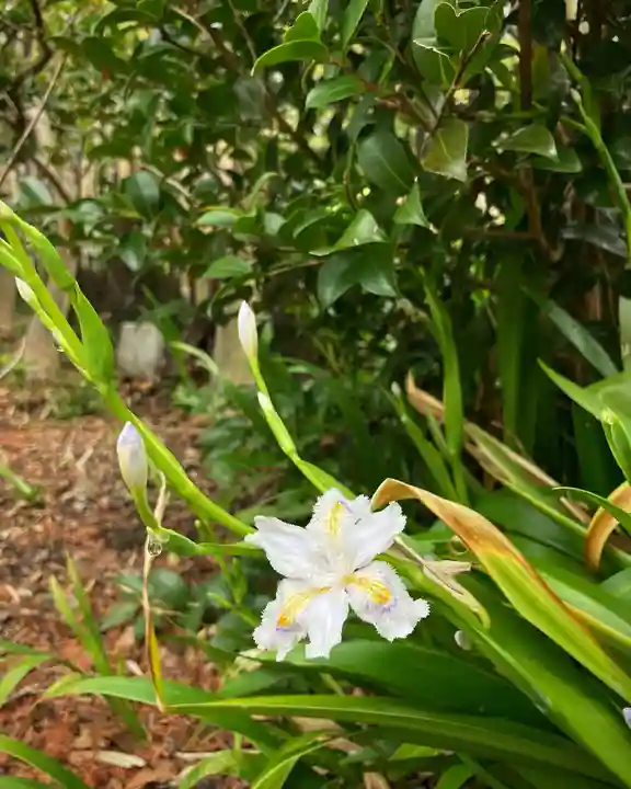 定林山 能成寺の自然