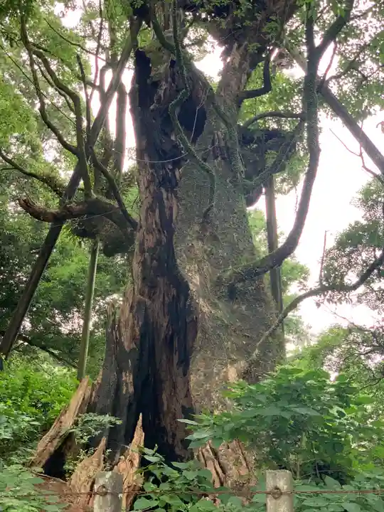 都萬神社の自然