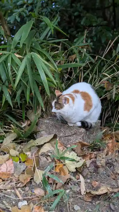 荒木神社(京都府)
