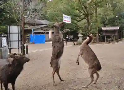 春日大社(奈良県)