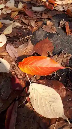 新琴似神社の自然