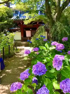 本土寺(千葉県)