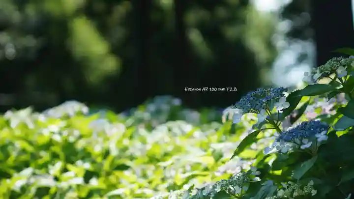 三室戸寺(京都府)