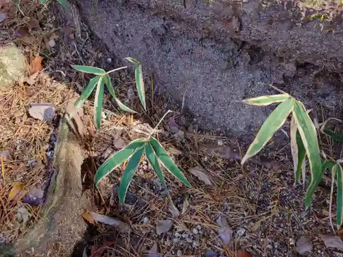 六甲比命大善神社の自然