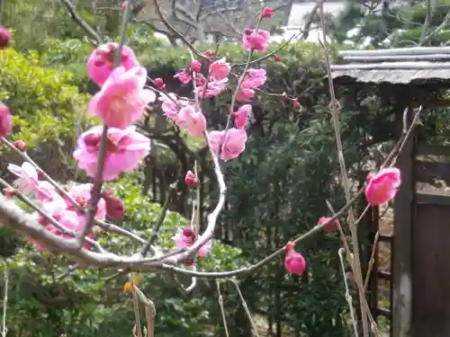 浄光明寺の自然