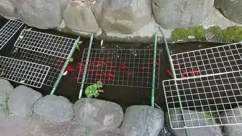 阿佐ヶ谷神明宮の動物