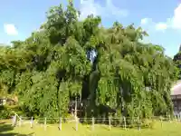 足羽神社(福井県)