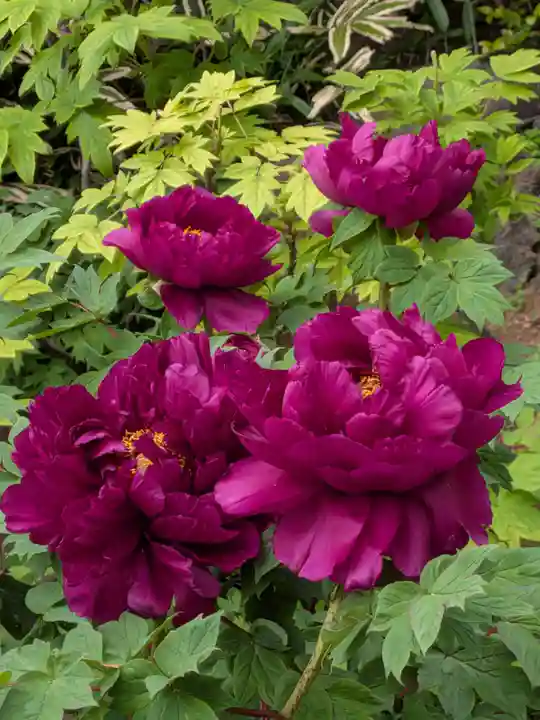 東長谷寺 薬王院(東京都)