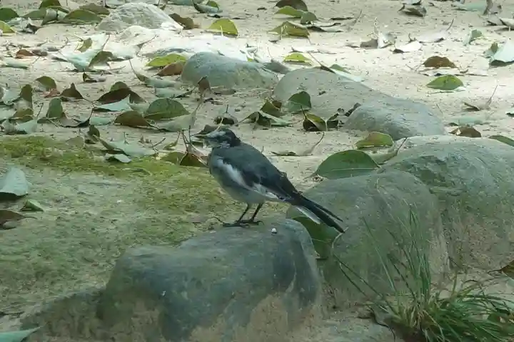 住吉神社の動物