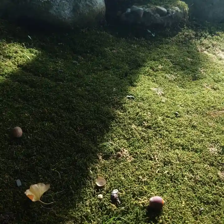 若宮神明社の自然