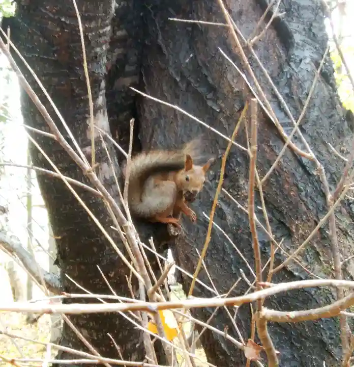 錦山天満宮の動物