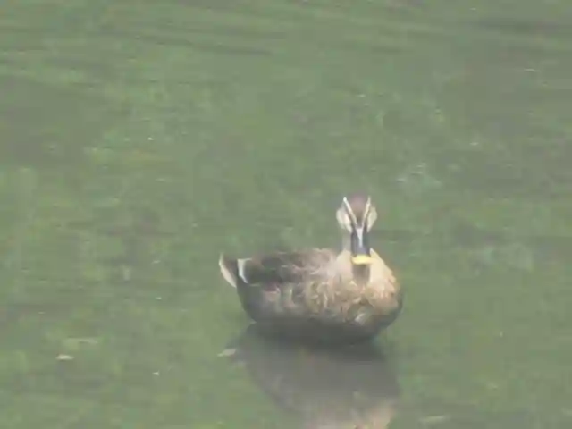 鶴岡八幡宮の動物