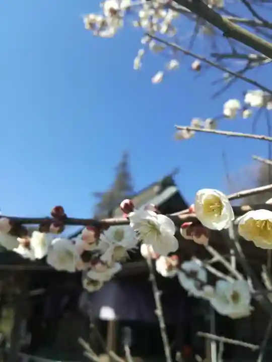 賀茂別雷神社の自然