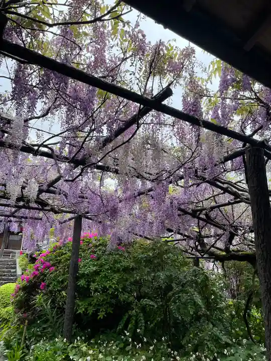 子安地蔵寺の庭園